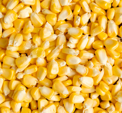 pilar-cereais-pilardosul-safra-comercio-agricola-deposito-silo-secagem-insumos-arroz-feijao-milho-grao-soja-nutrivida-mistao-sapecao-topmistao-vitamais-filhote-racao-milhodahome-2